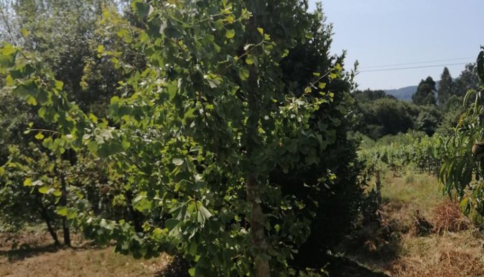 Terreno en venta en Barrio Garaioltza, 108a, Lezama, Bizkaia - imagen 1 Foto 1 de Terreno en venta en Barrio Garaioltza, 108a, Lezama, Bizkaia