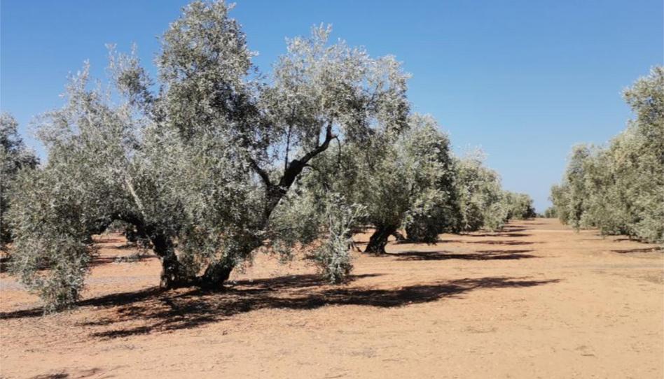 Non-constructible Land for sale in Calle Cuatro de Diciembre, 6, Alameda, Málaga - image 1 Photo 1 of Non-constructible Land for sale in Calle Cuatro de Diciembre, 6, Alameda, Málaga
