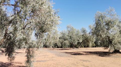 Non-constructible Land for sale in Calle Cuatro de Diciembre, 6, Alameda, Málaga - image 3 Photo 3 of Non-constructible Land for sale in Calle Cuatro de Diciembre, 6, Alameda, Málaga