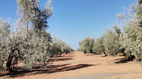 Non-constructible Land for sale in Calle Cuatro de Diciembre, 6, Alameda, Málaga - image 5 Photo 5 of Non-constructible Land for sale in Calle Cuatro de Diciembre, 6, Alameda, Málaga