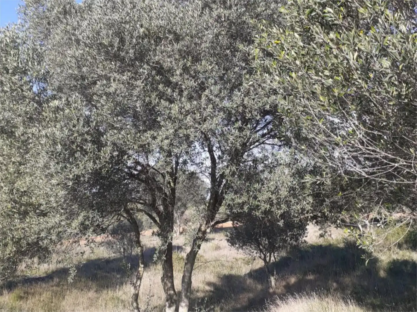 Land for sale in Pedret i Marzà