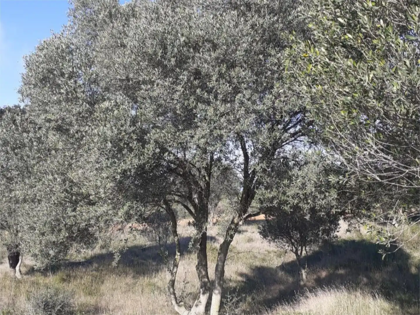 Garden of Land for sale in Pedret i Marzà