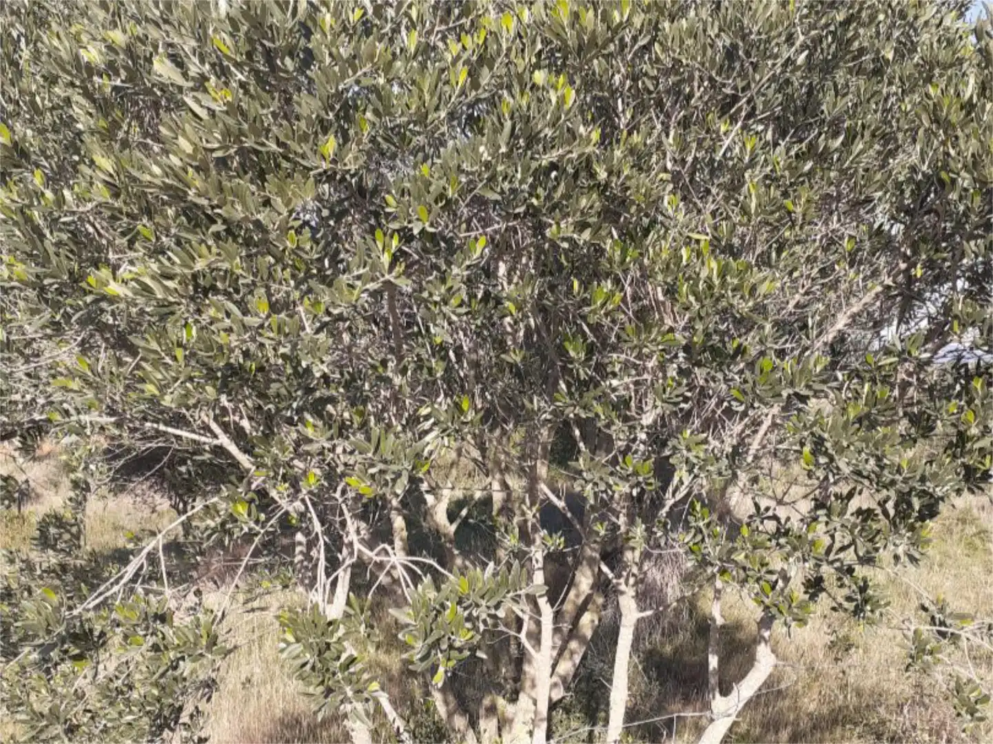 Garden of Land for sale in Pedret i Marzà