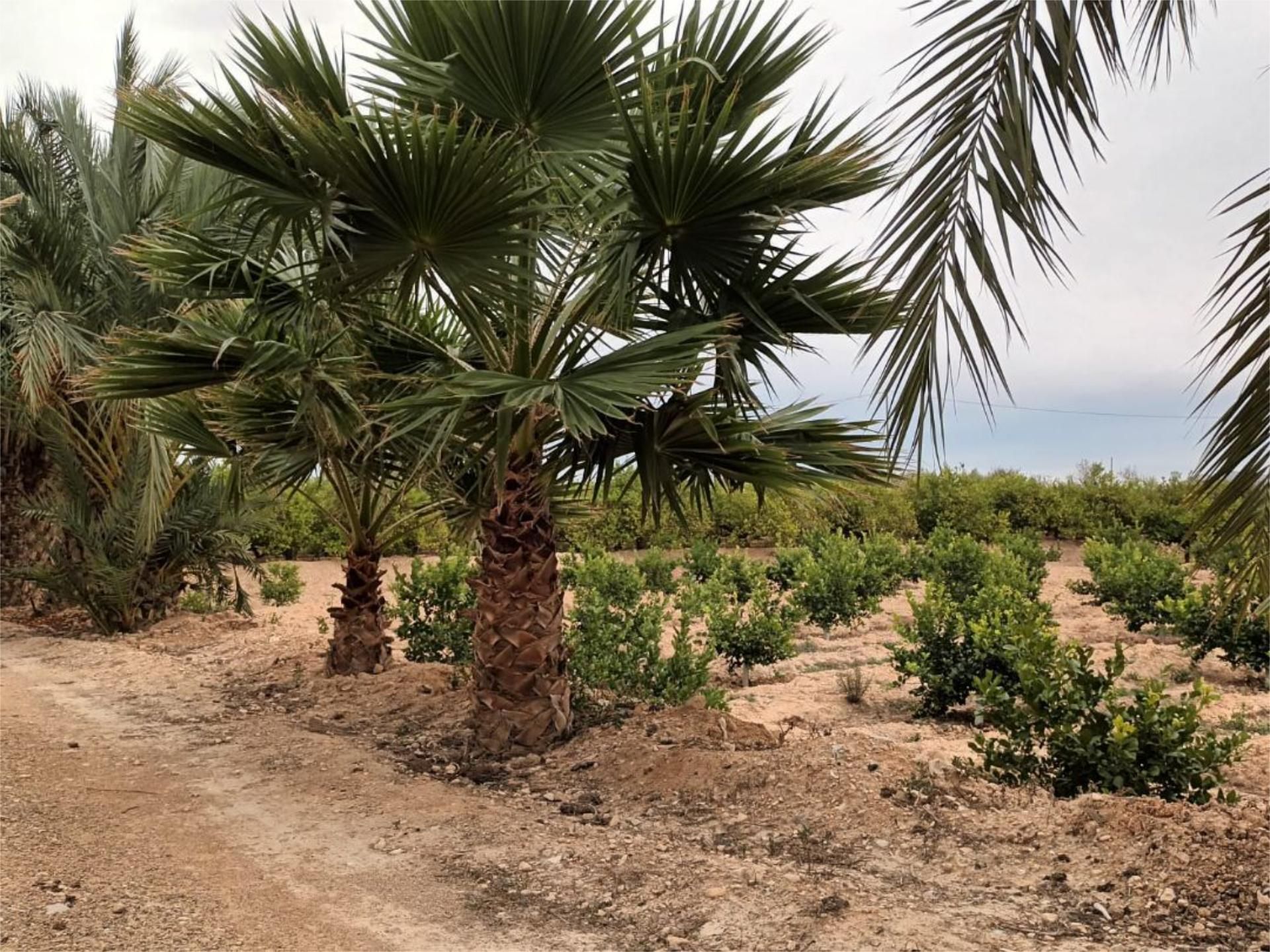 Country house for sale in Orihuela