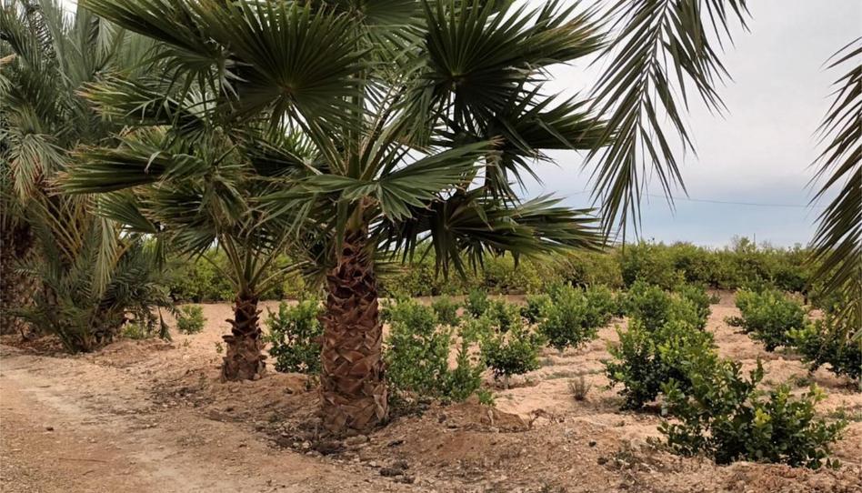 Finca rústica en venda a Cv-872, 10, La Murada - Los Vicentes, Alicante - imatge 1 Foto 1 de Finca rústica en venda a Cv-872, 10, La Murada - Los Vicentes, Alicante