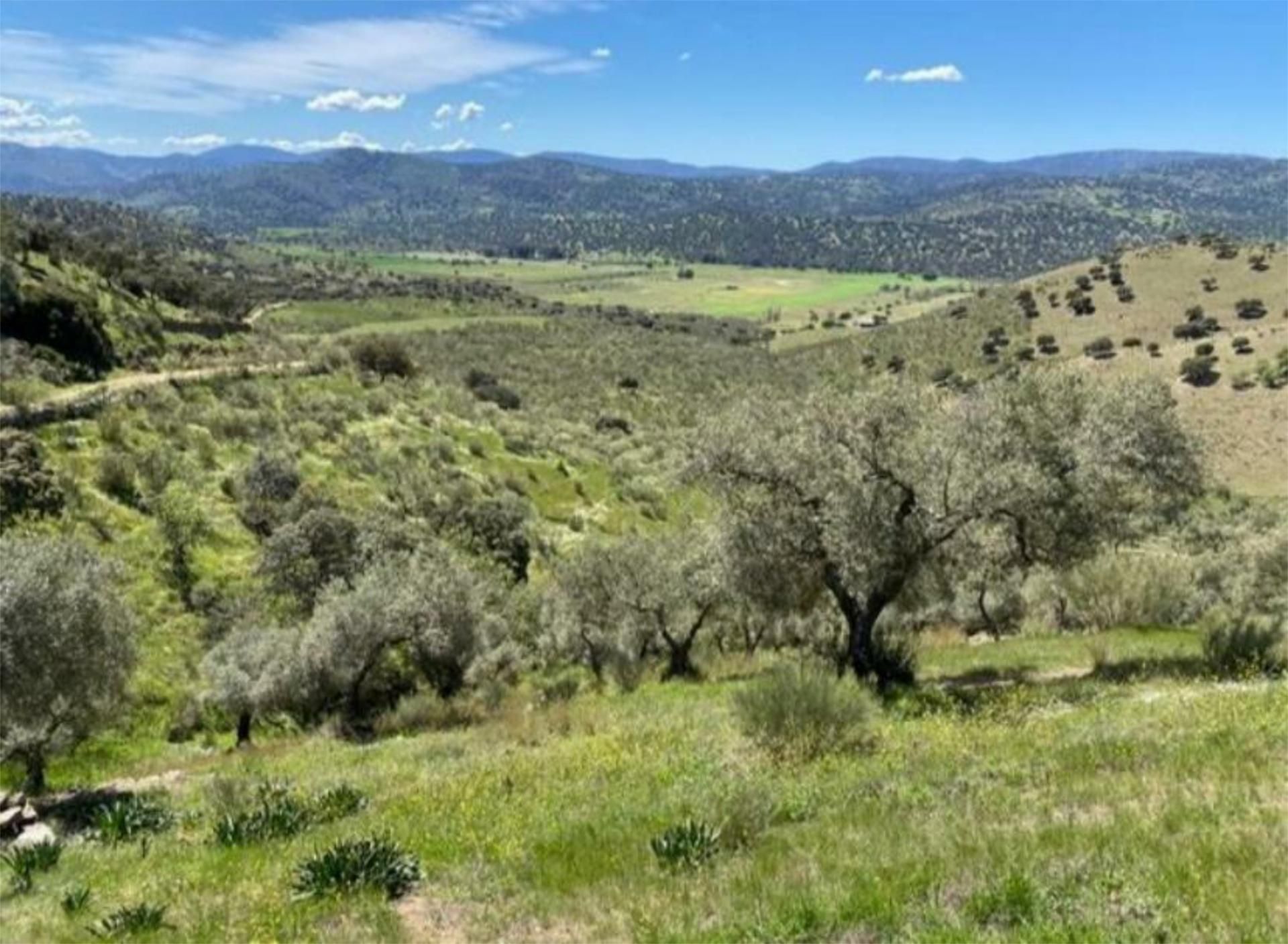 Constructible Land for sale in Puebla del Maestre
