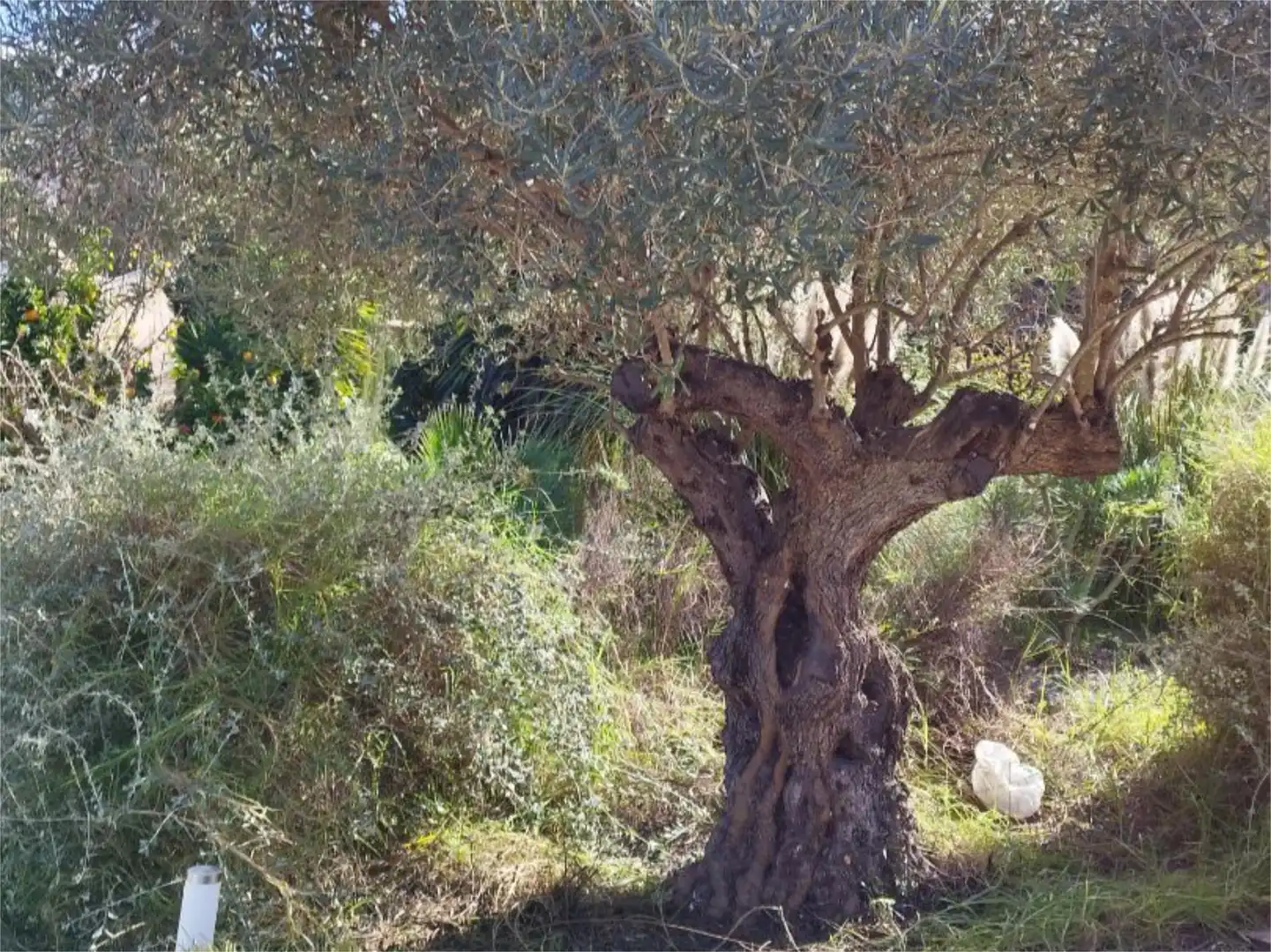 Jardí de Finca rústica en venda en Alhaurín El Grande amb Aire condicionat, Terrassa i Piscina
