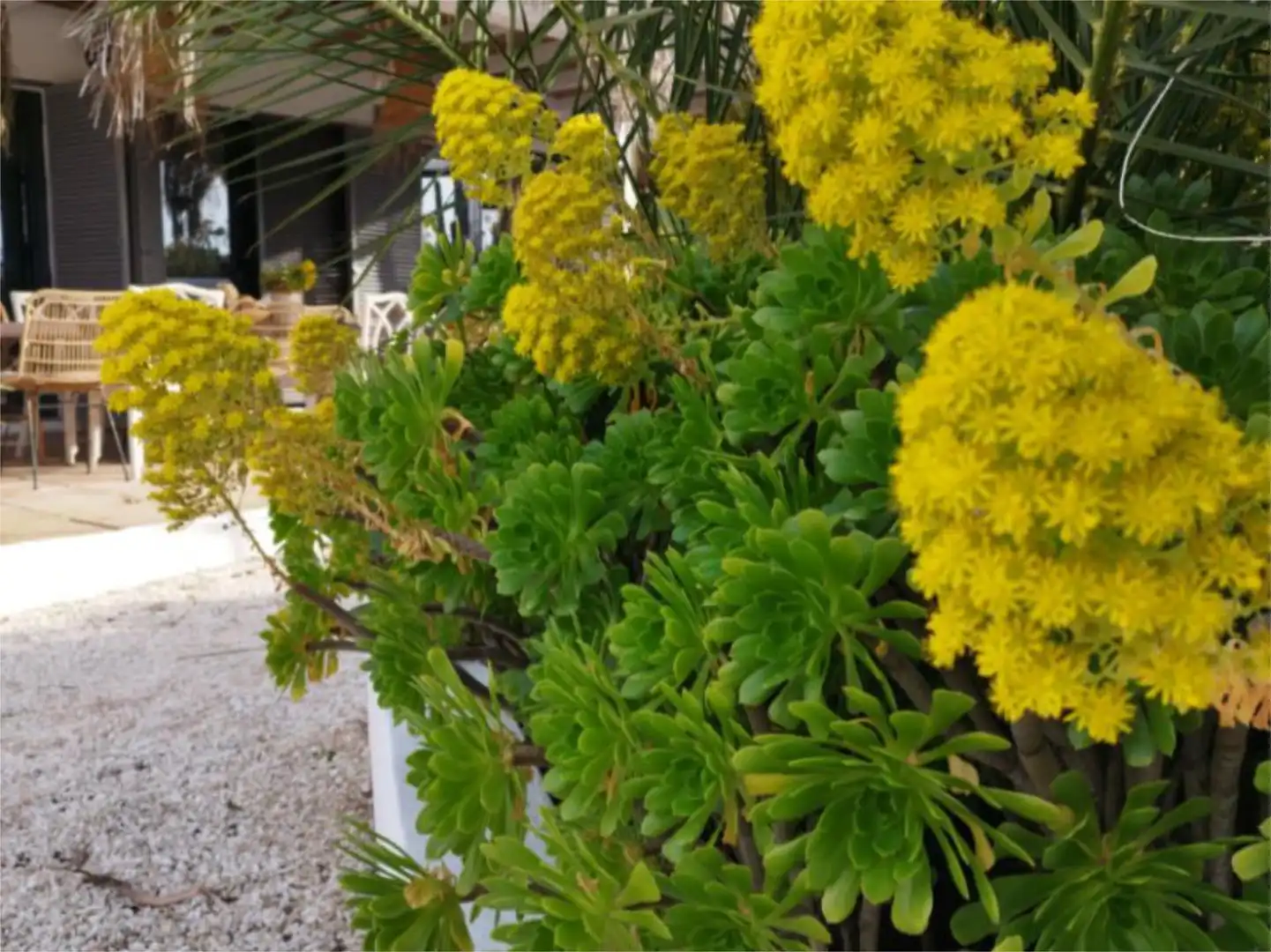 Jardí de Finca rústica en venda en Alhaurín El Grande amb Aire condicionat, Terrassa i Piscina