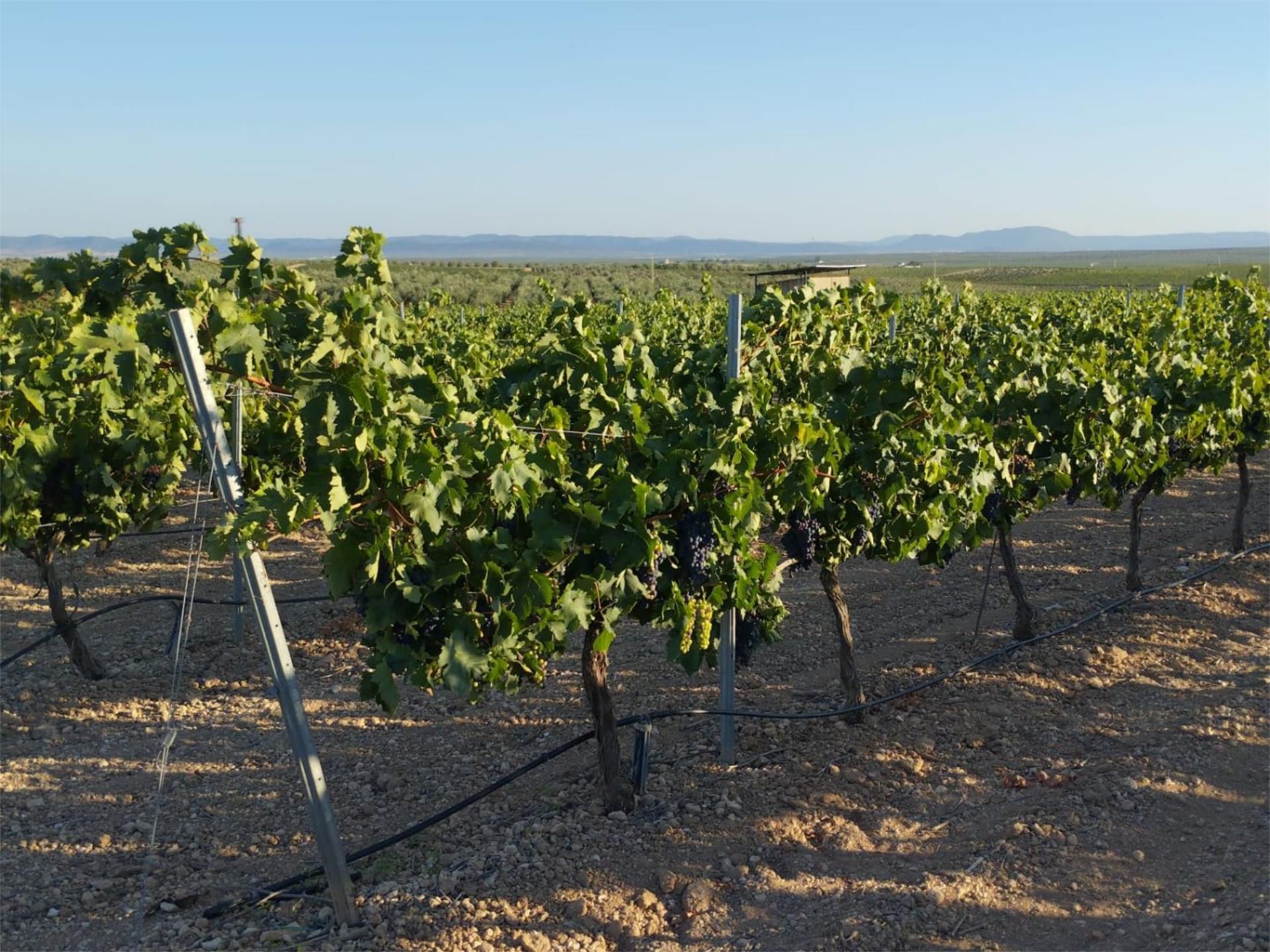 Exterior view of Land for sale in Corte de Peleas