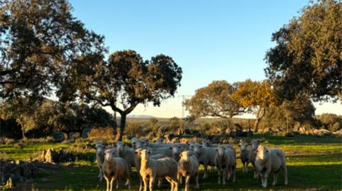Foto 4 de Finca rústica en venda a Calle San Agustín, 16, Mejostilla, Cáceres
