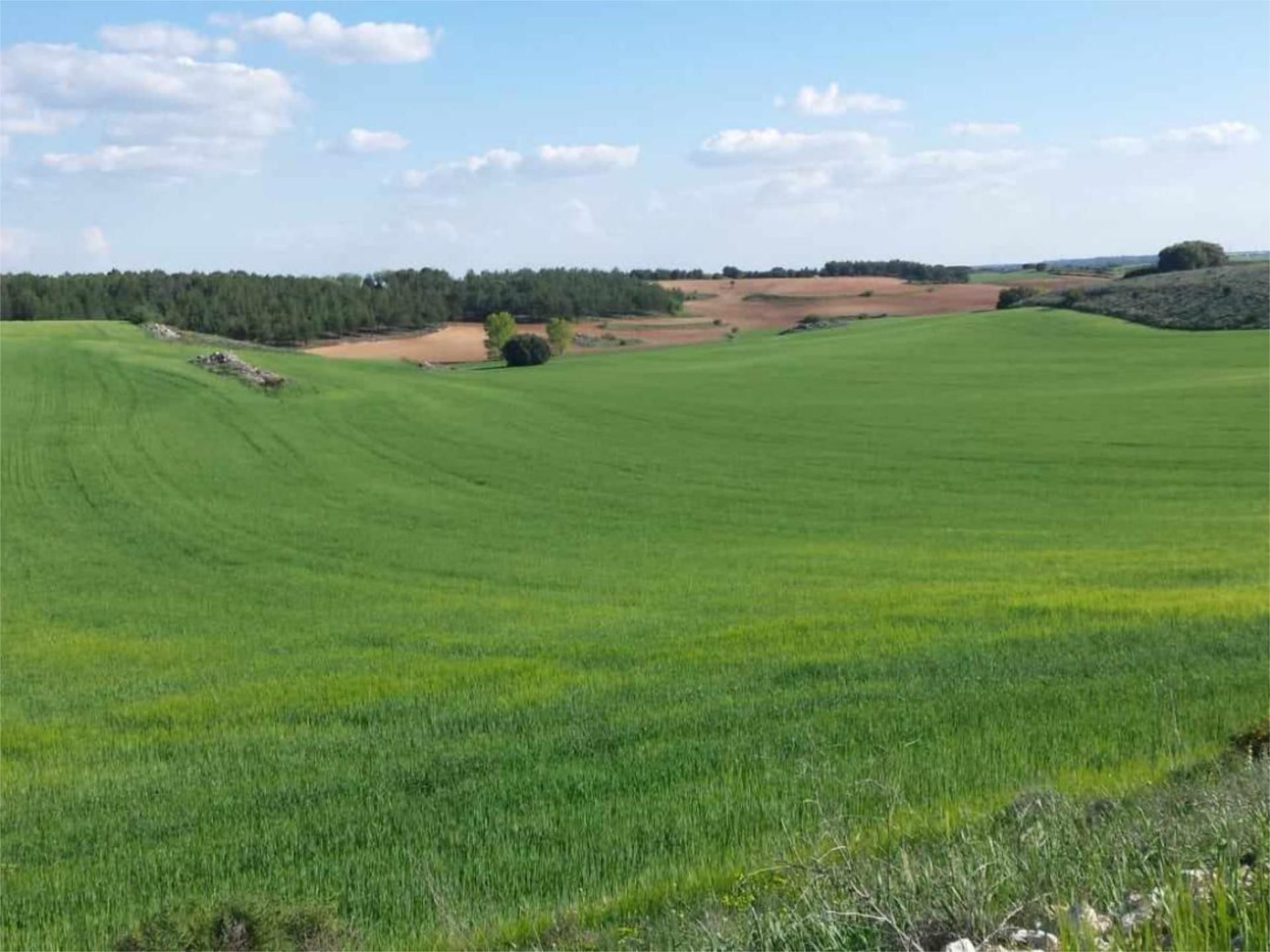 Non-constructible Land for sale in Corpa