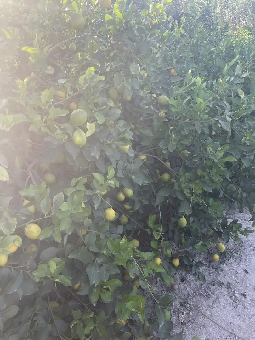 Terreno en venta en Diseminado Carril Almodovar, 6, Los Ramos Jardín de Terreno en venta en Murcia