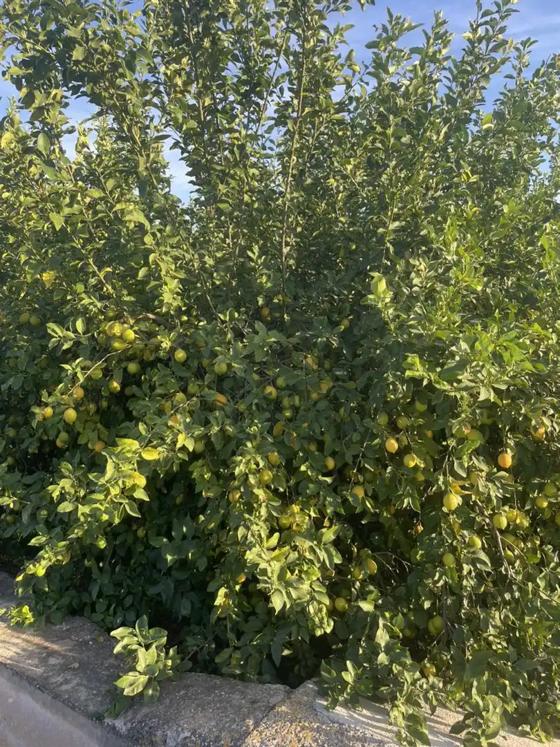 Terreno en venta en Diseminado Carril Almodovar, 6, Los Ramos Terreno en venta en Murcia