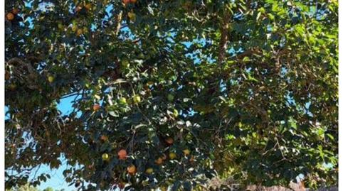 Photo 2 of Land for sale in Plaça Major, 9, Campos poble, Campos