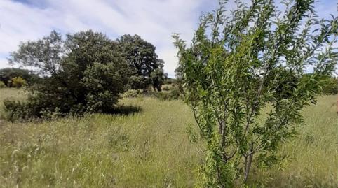 Terreno en venta en Brazatortas, Ciudad Real - imagen 3 Foto 3 de Terreno en venta en Brazatortas, Ciudad Real