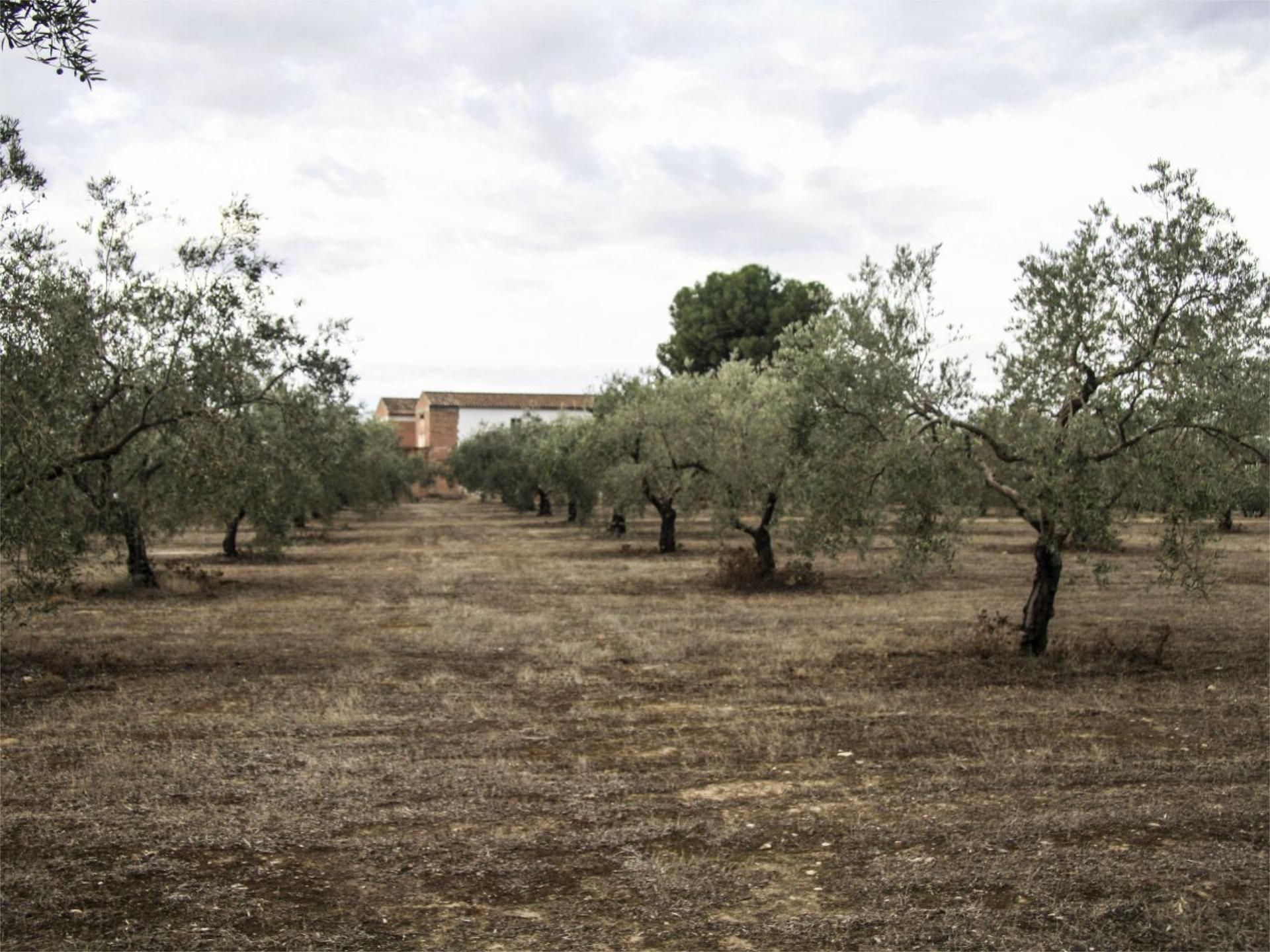 Finca rústica en venda en Montilla