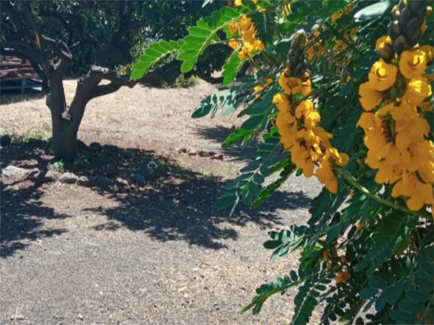 Jardí de Casa adosada en venda en El Paso amb Aire condicionat i Terrassa