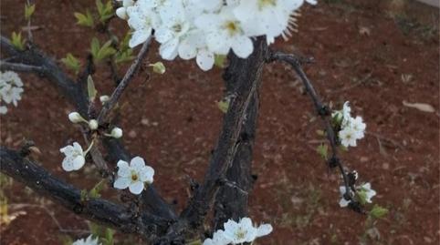 Flat for sale in Calle Molinillo, 17, Ogíjares, Granada - image 4 Photo 4 of Flat for sale in Calle Molinillo, 17, Ogíjares, Granada