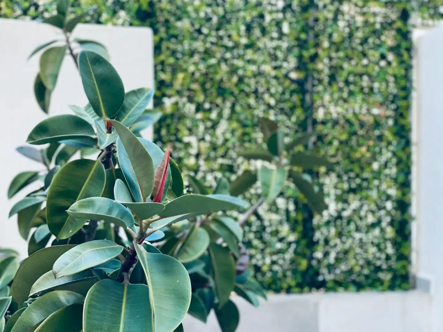 Garten von Büro zur Miete in  Palma de Mallorca
