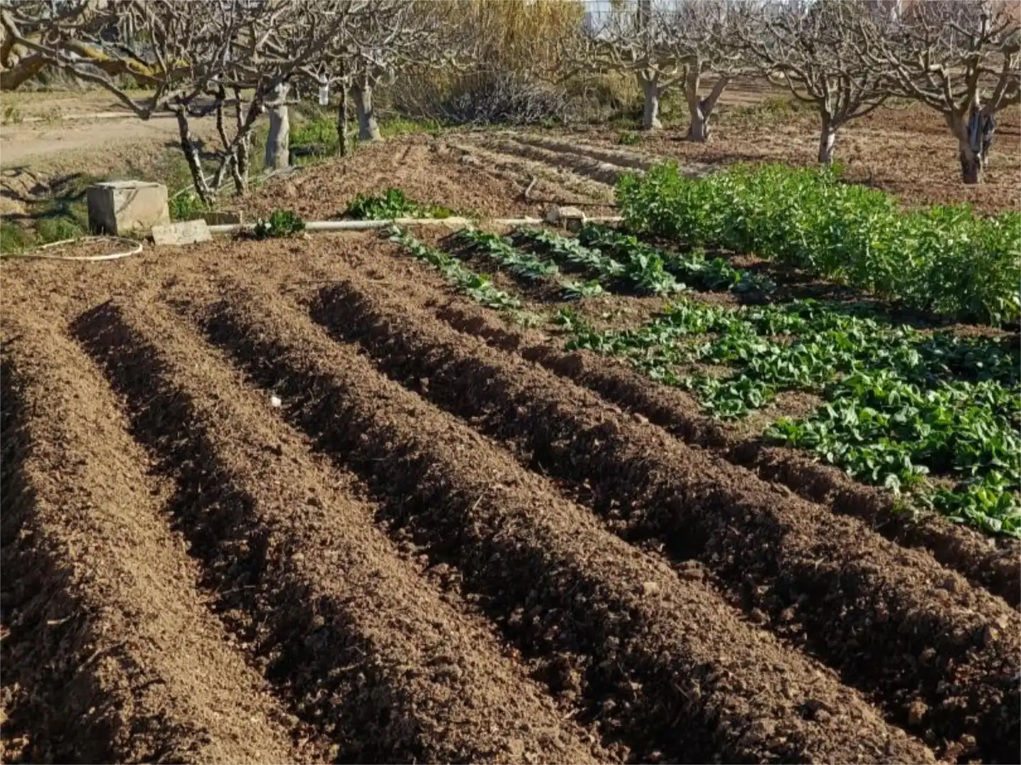 Finca rústica en venta en Carrer de la Recerca, 7, Gavà Mar Jardín de Finca rústica en venta en Gavà