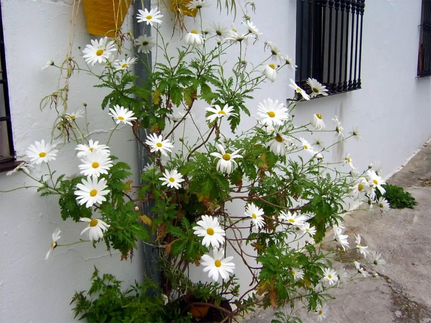 Apartamento en venta en Calle San Antonio, 6, Grazalema Jardín de Apartamento en venta en Grazalema con Aire acondicionado y Balcón