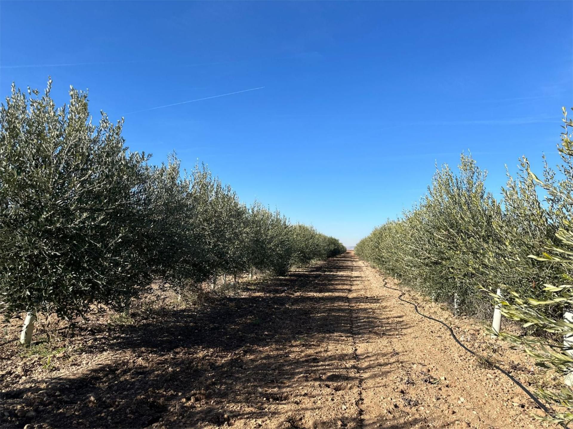 Land for sale in Villacañas