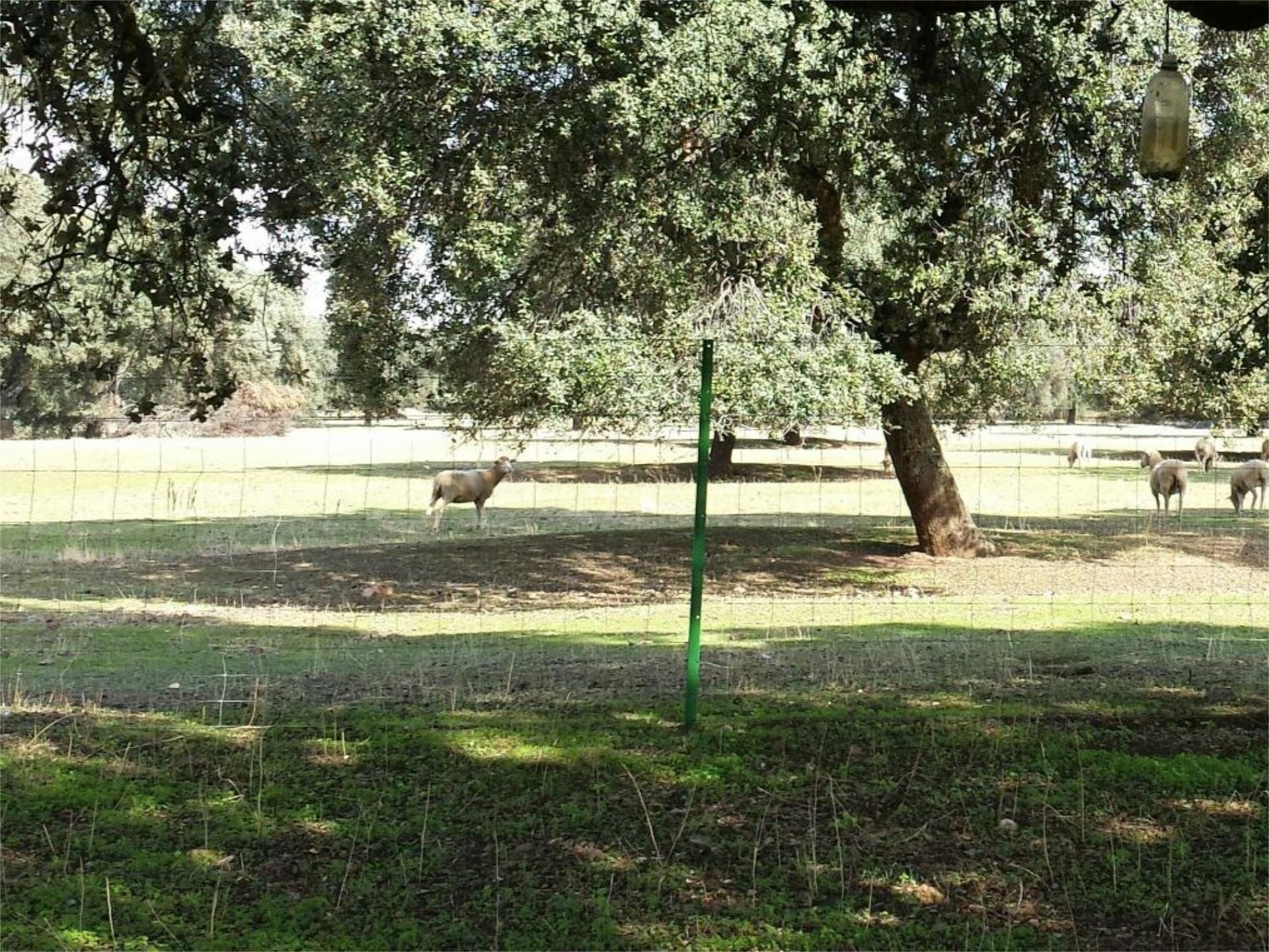 Garden of Country house for sale in Chillón