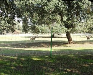 Garden of Country house for sale in Chillón