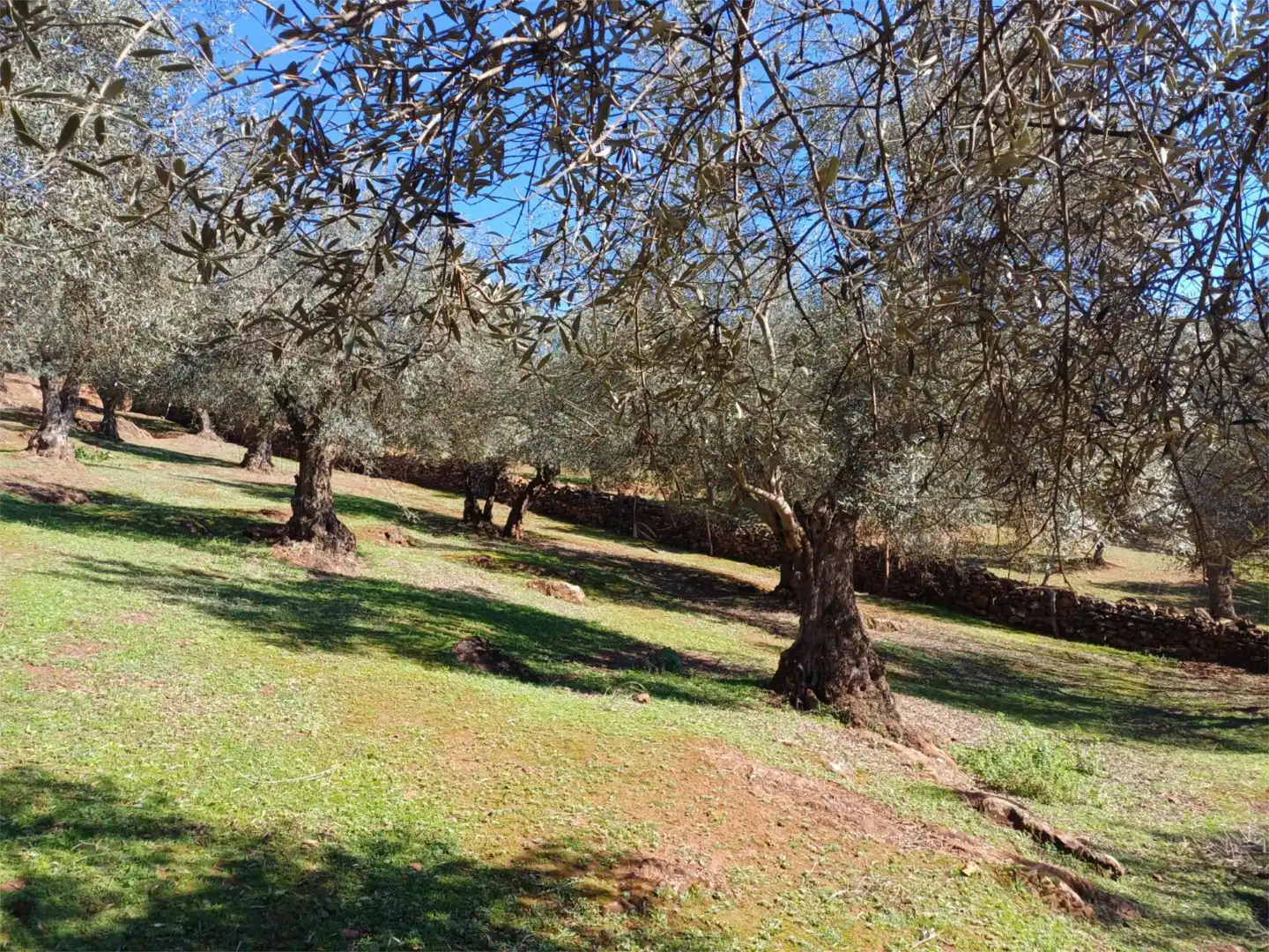 Finca rústica en venta en Calle Zurbarán, 10, Fuentes de León Jardín de Finca rústica en venta en Fuentes de León