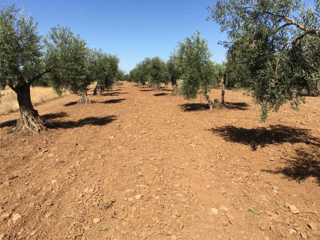 Terreno residencial en Venta en Calle Puente, 91 en La Garrovilla