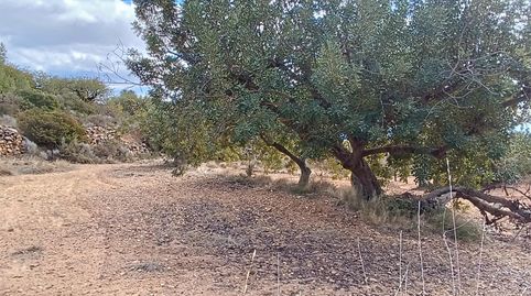 Foto 4 de Terreno en venta en Useras / Les Useres, Castellón
