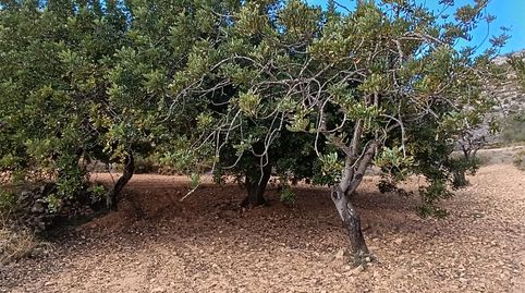 Foto 5 de Terreno en venta en Useras / Les Useres, Castellón