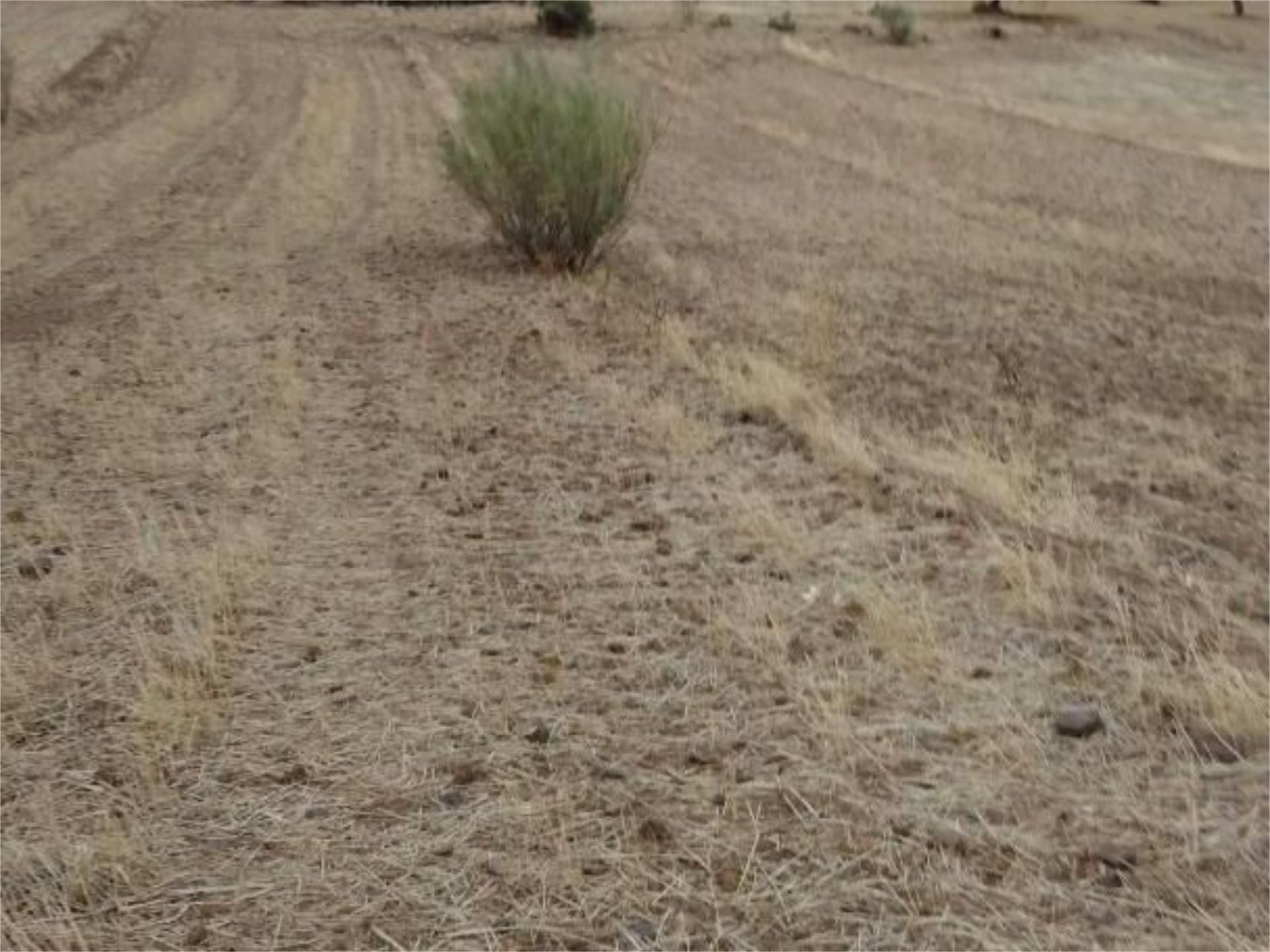 Land for sale in Campillo de Llerena