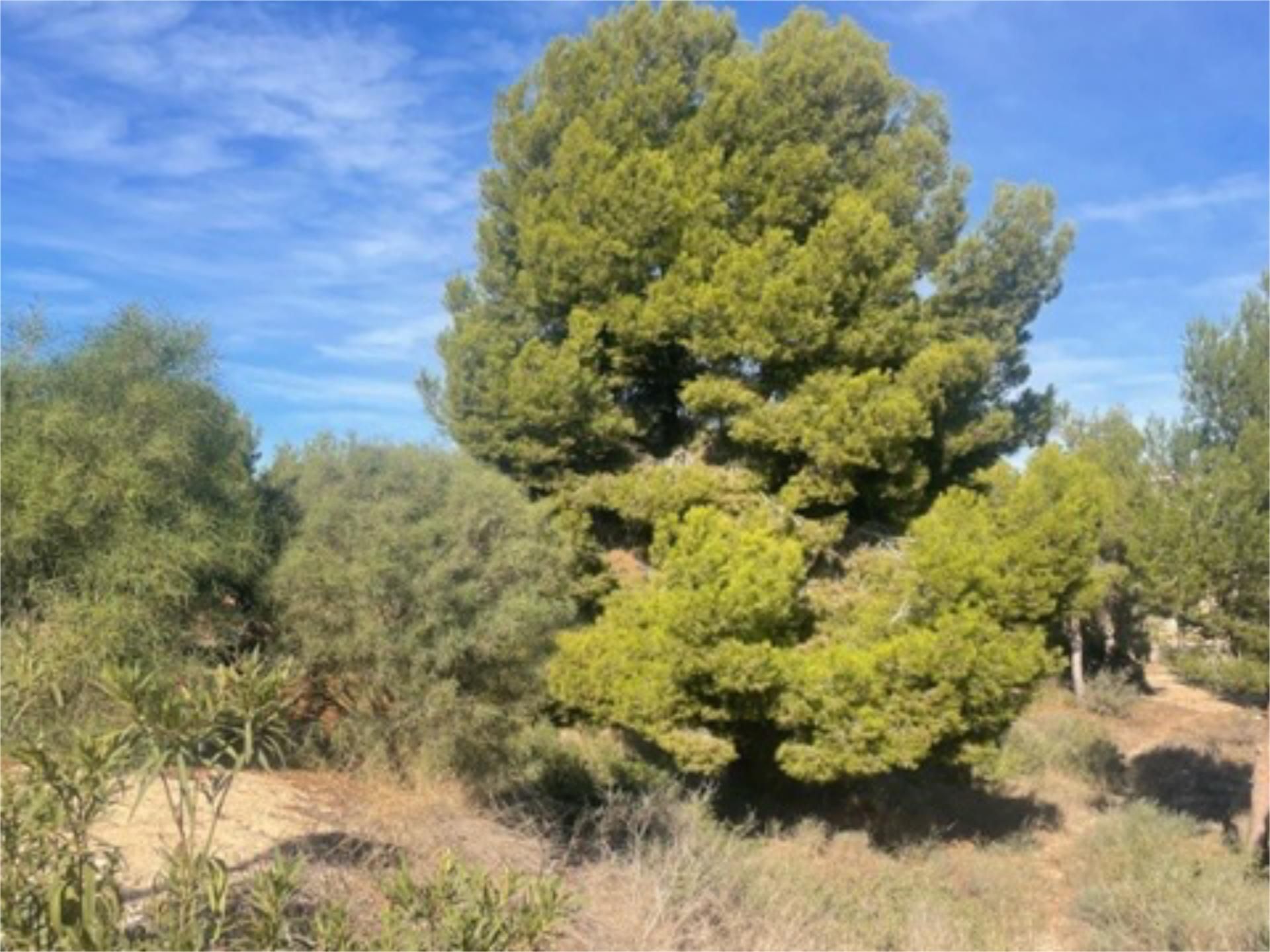 Land for sale in Orihuela