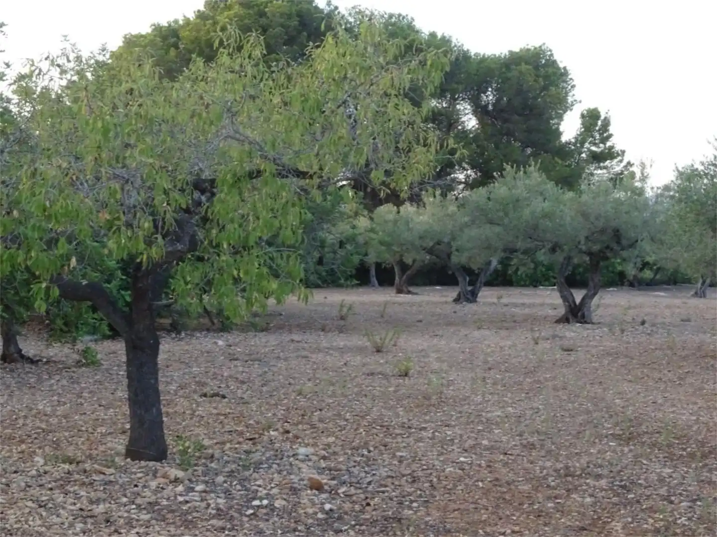 Terreno en venta en El Perelló Terreno en venta en El Perelló con Terraza y Parking comunitario
