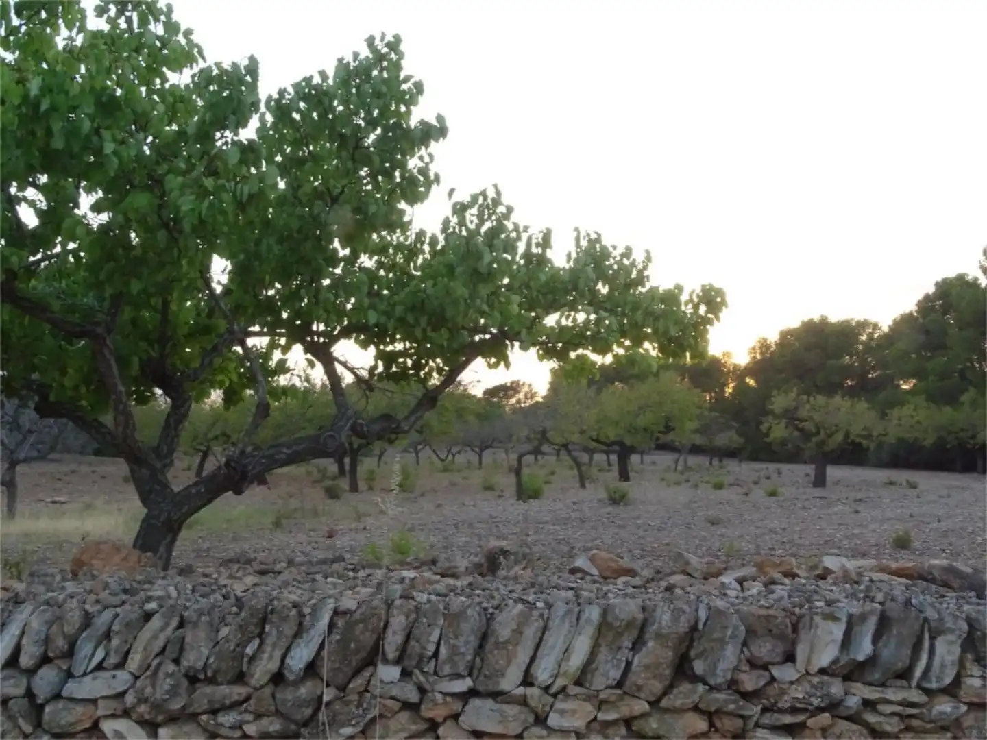 Terreno en venta en El Perelló Jardín de Terreno en venta en El Perelló con Terraza y Parking comunitario