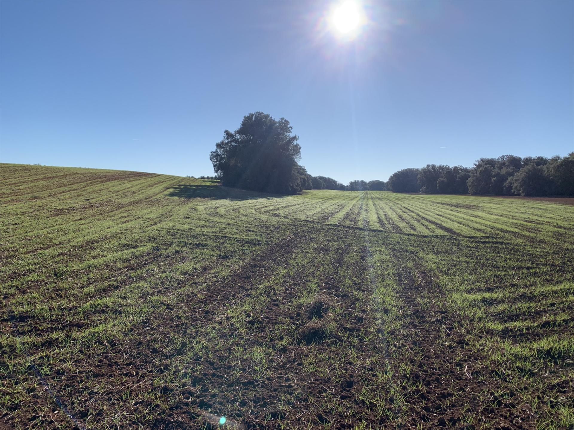 Land for sale in Cózar