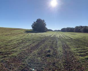 Land for sale in Cózar