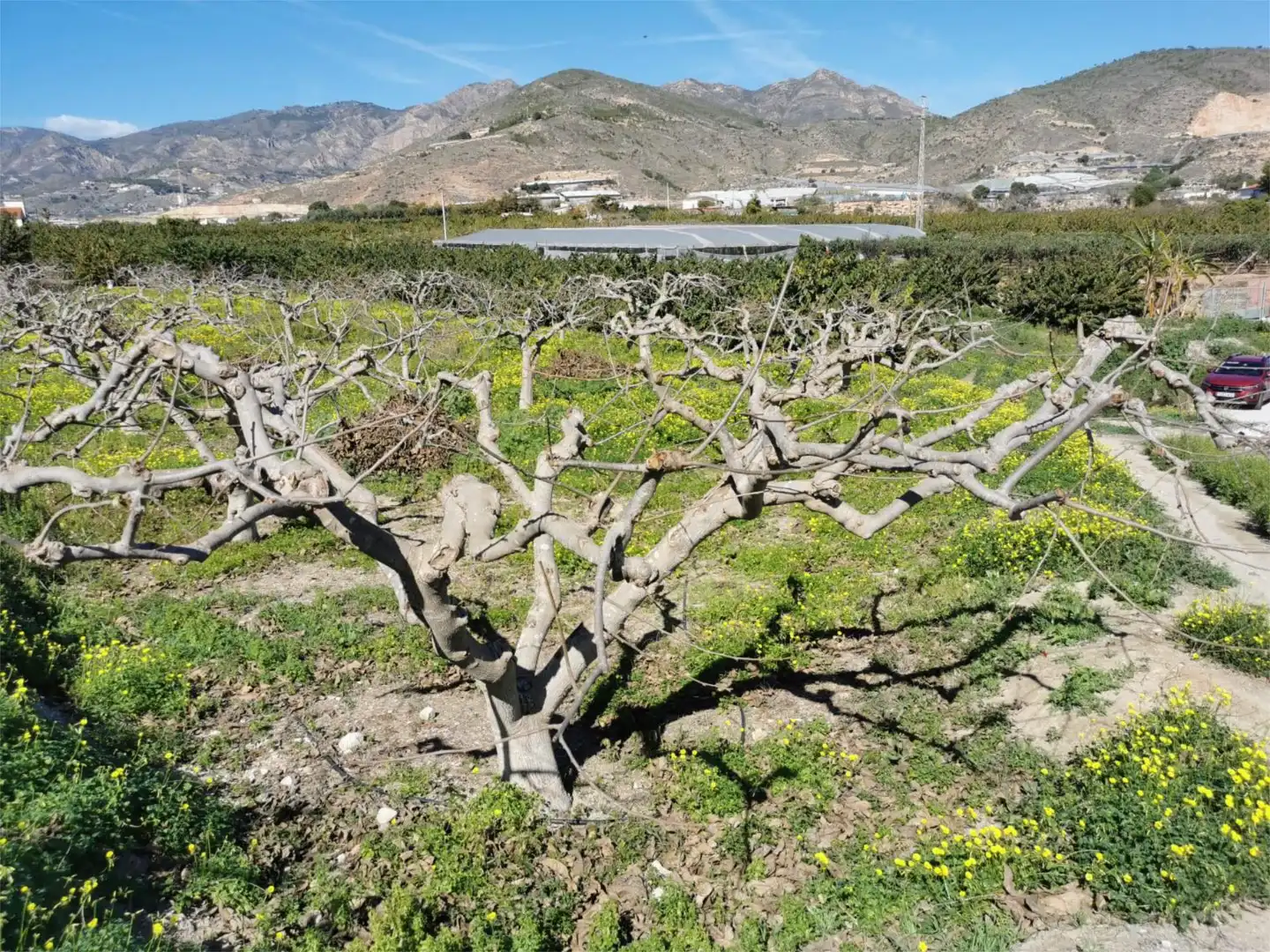 Exterior view of Non-constructible Land for sale in Salobreña