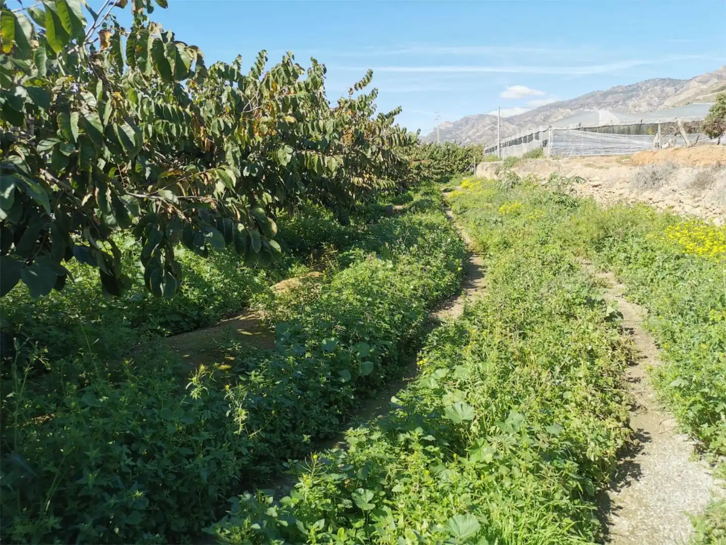 Non-constructible Land for sale in Salobreña
