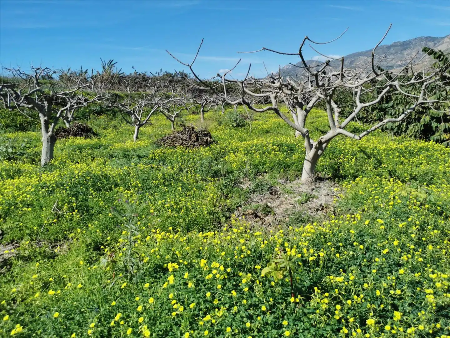 Garden of Non-constructible Land for sale in Salobreña