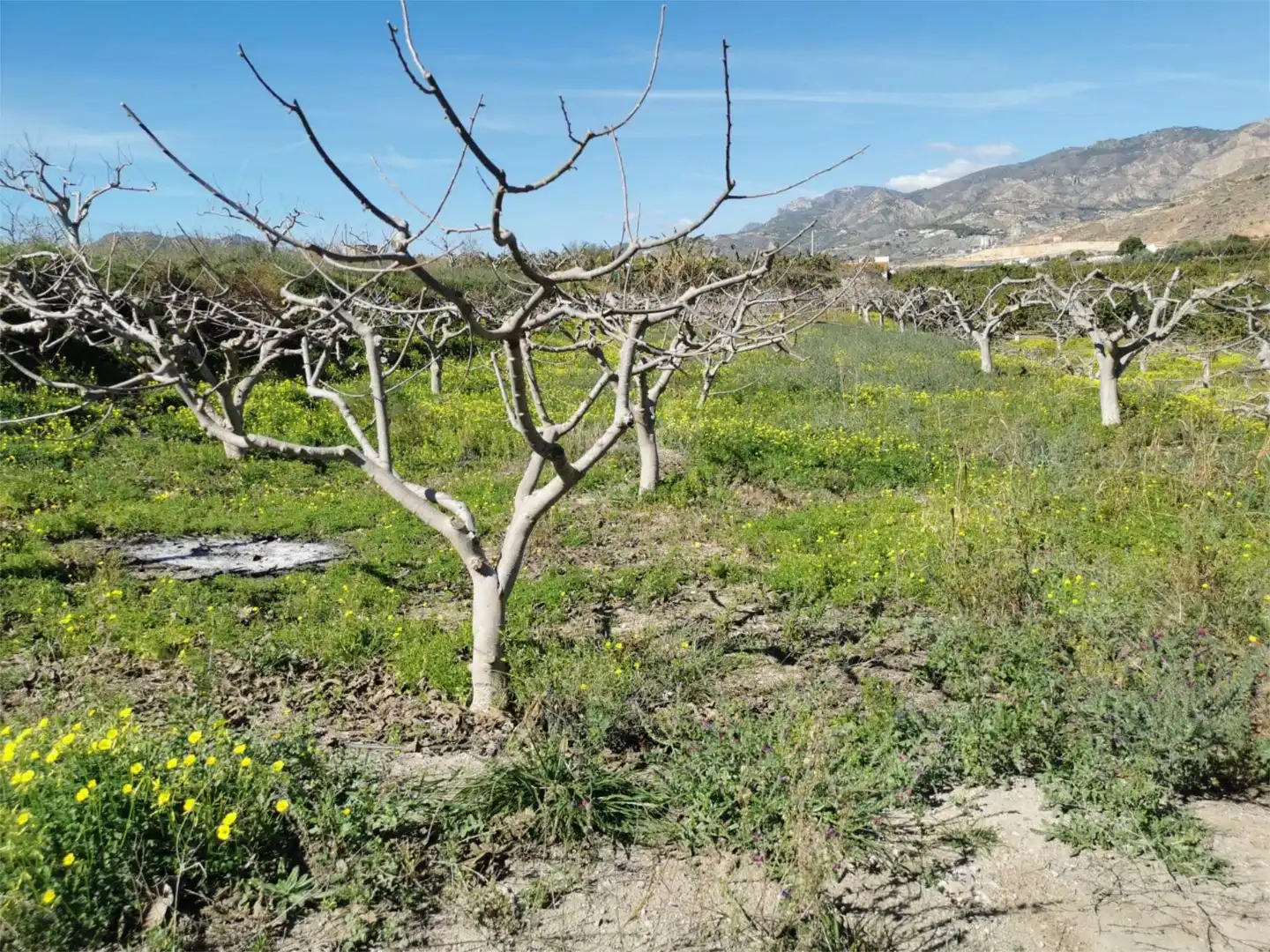 Garden of Non-constructible Land for sale in Salobreña