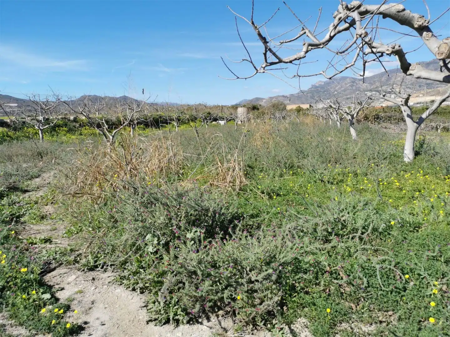 Non-constructible Land for sale in Salobreña