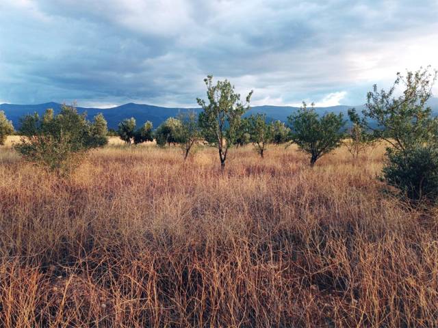 Terreno en Venta en Camino de la Balsa, 1 en Albuñán