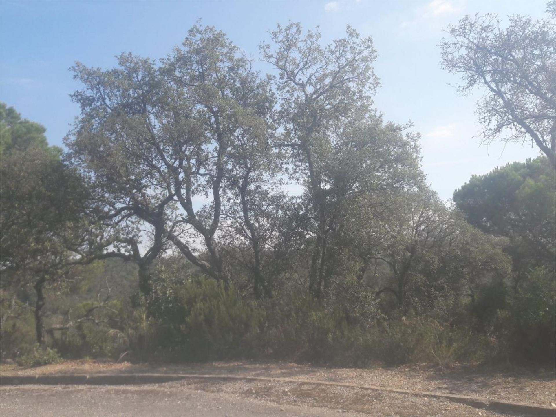 Constructible Land for sale in Santa Cristina d'Aro