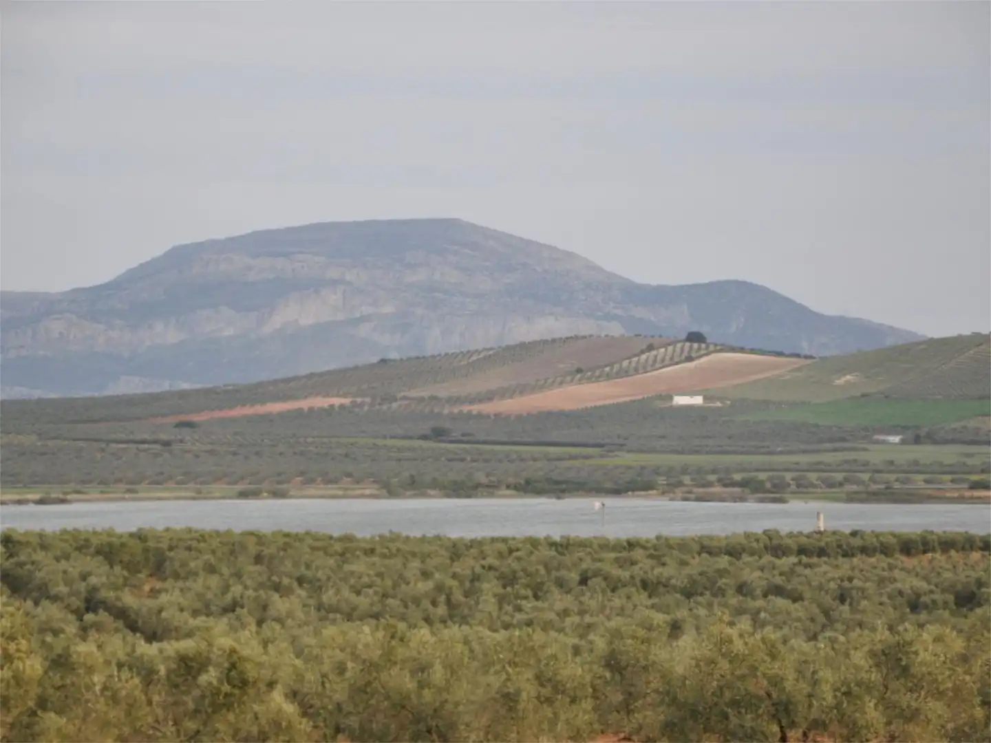 Finca rústica en venta en Campillos Finca rústica en venta en Campillos con Aire acondicionado, Jardín privado y Terraza