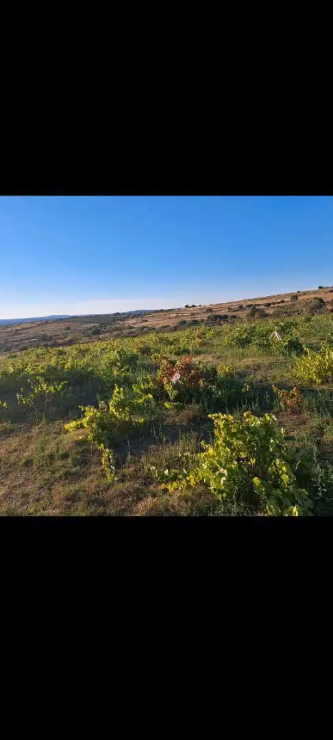 Terreno en venta en ZA-321, 6, Pino del Oro Terreno en venta en Pino del Oro