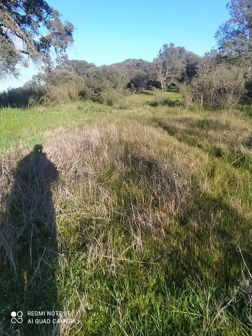 Finca rústica en venta en Villar de Rena