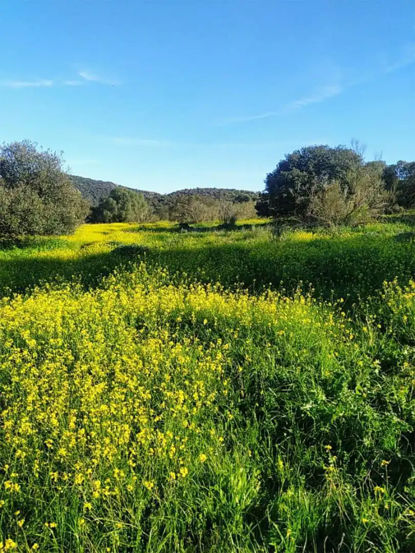 Vista exterior de Finca rústica en venta en Villar de Rena