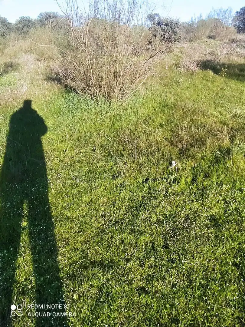 Finca rústica en venta en Villar de Rena